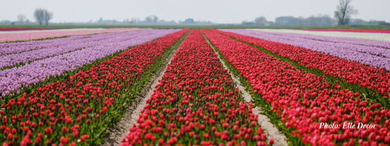The Magical Role Of Flowers In Wicked The Movie the-most-important-role-of-epa-in-terms-of-health-omega3-epa-fattyacids